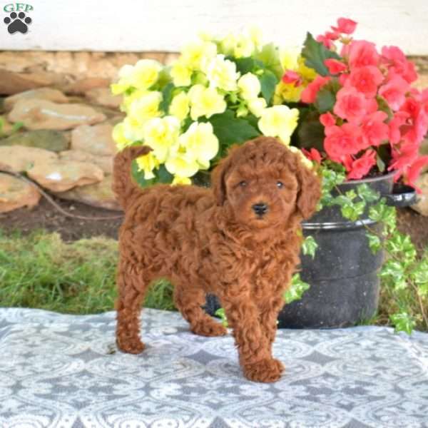 Nala, Toy Poodle Puppy