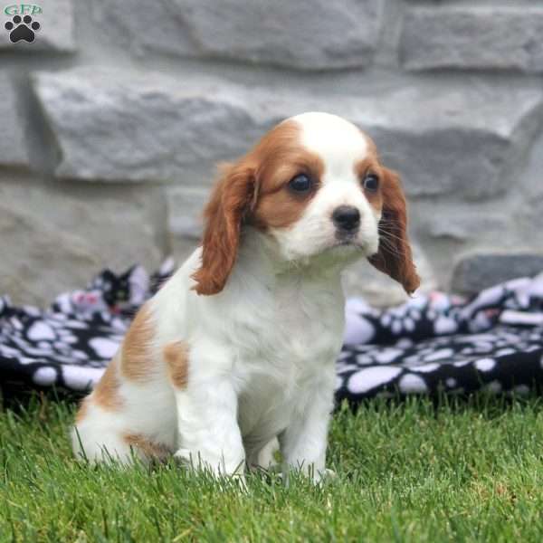 Nancy, Cavalier King Charles Spaniel Puppy