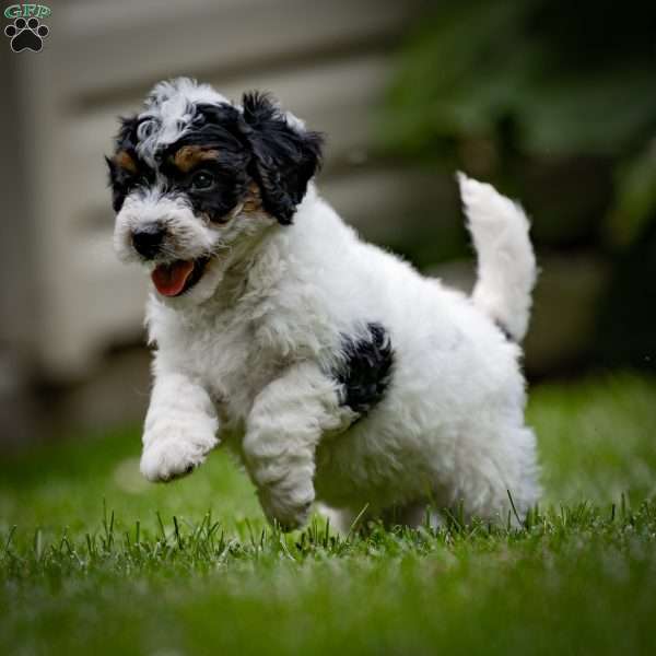 Natasha, Mini Bernedoodle Puppy