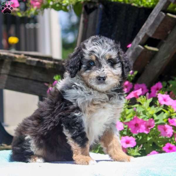 Nate, Mini Aussiedoodle Puppy