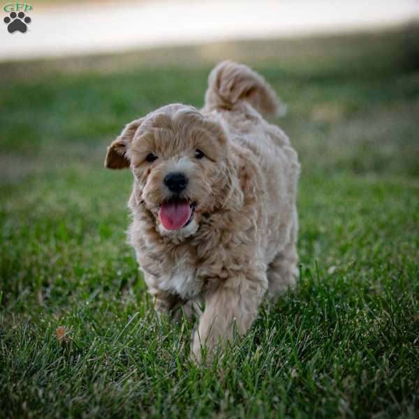 Ned, Mini Goldendoodle Puppy