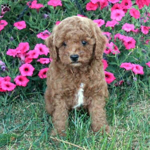 Ned, Miniature Poodle Puppy