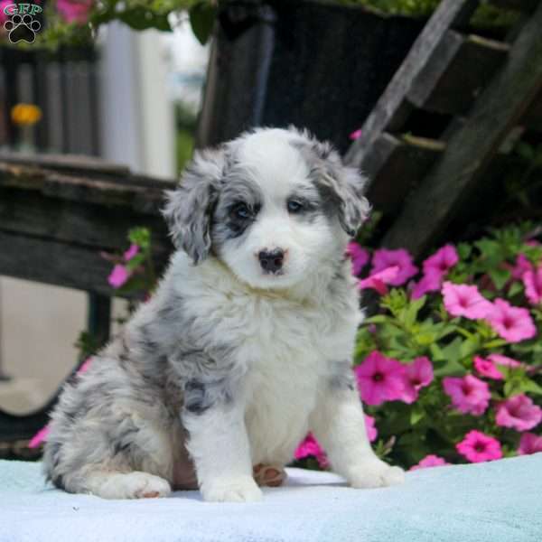 Ned, Mini Aussiedoodle Puppy