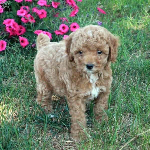 Nellie, Miniature Poodle Puppy