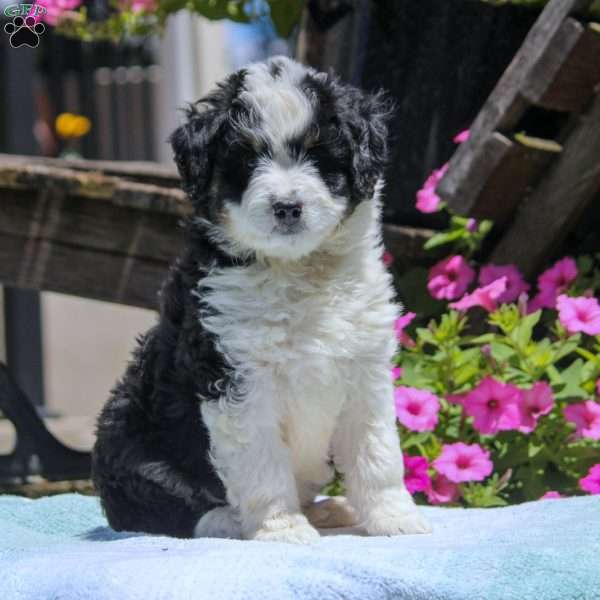 Nelson, Mini Aussiedoodle Puppy