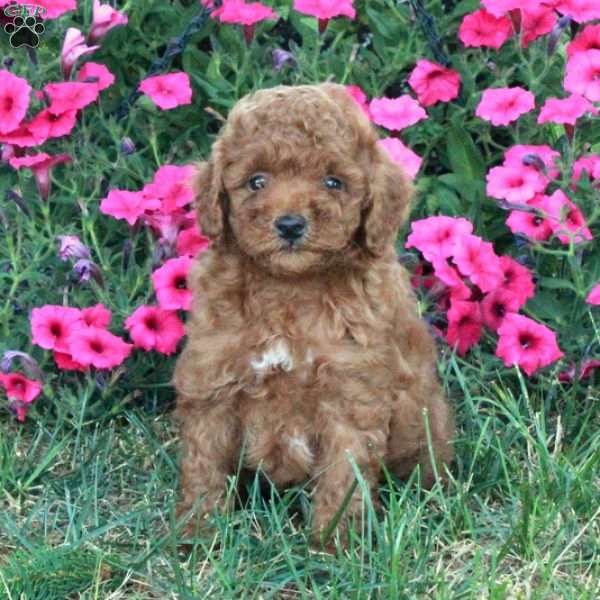 Nelson, Miniature Poodle Puppy