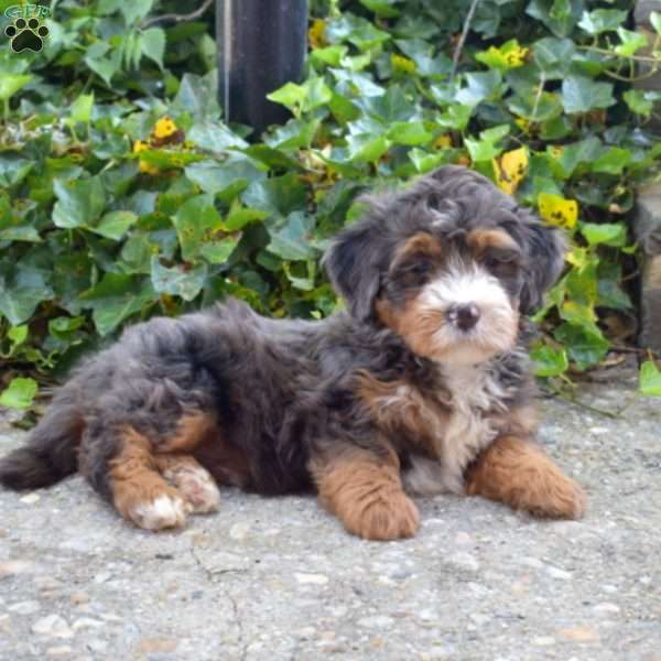 Nelson, Mini Bernedoodle Puppy