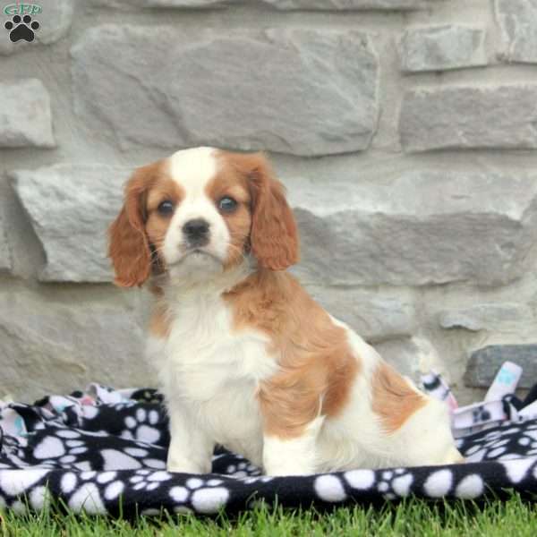 Nelson, Cavalier King Charles Spaniel Puppy