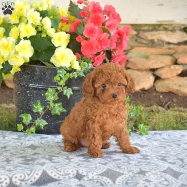 Nemo, Toy Poodle Puppy