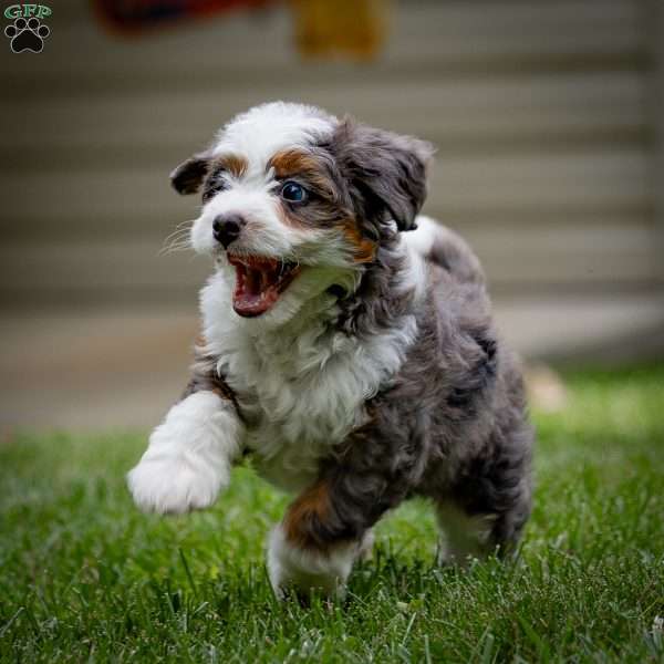 Nicole, Mini Bernedoodle Puppy