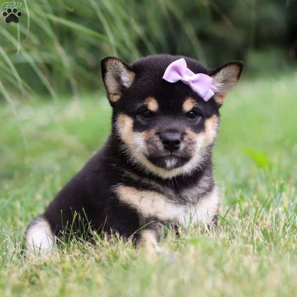 Nikki, Shiba Inu Puppy