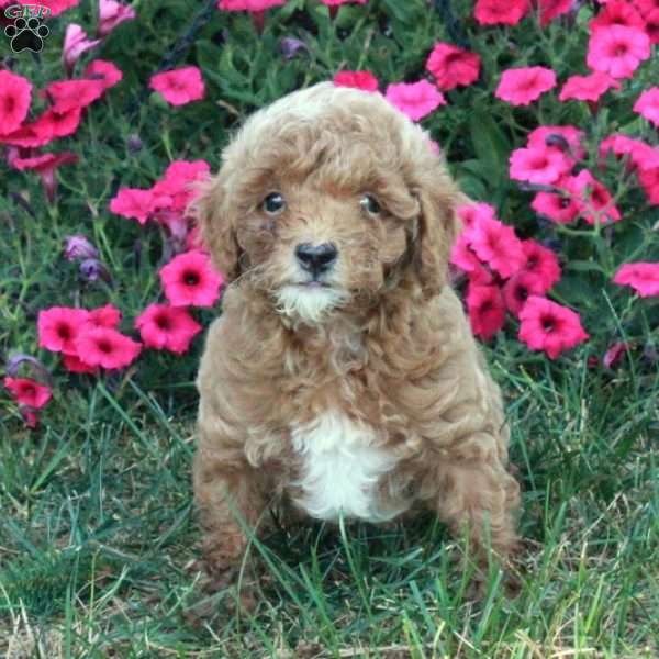 Niles, Miniature Poodle Puppy