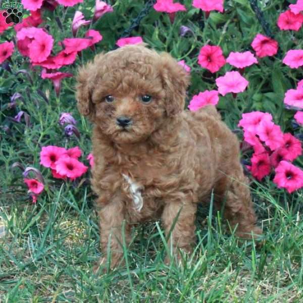 Nina, Miniature Poodle Puppy