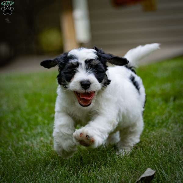 Noah, Mini Bernedoodle Puppy