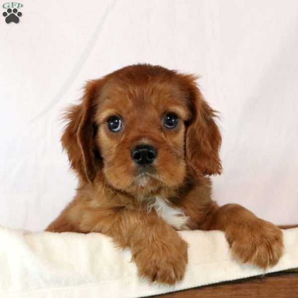 Noah, Cavalier King Charles Spaniel Puppy