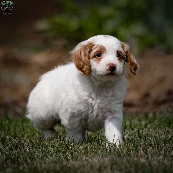 Noela, Mini Goldendoodle Puppy