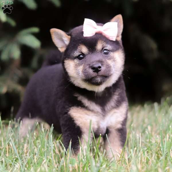 Nola, Shiba Inu Puppy