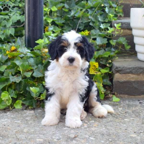 Nola, Mini Bernedoodle Puppy