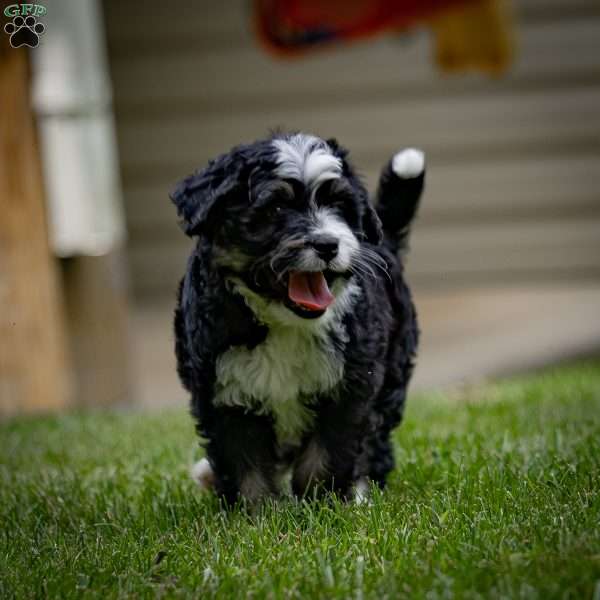 Nolan, Mini Bernedoodle Puppy