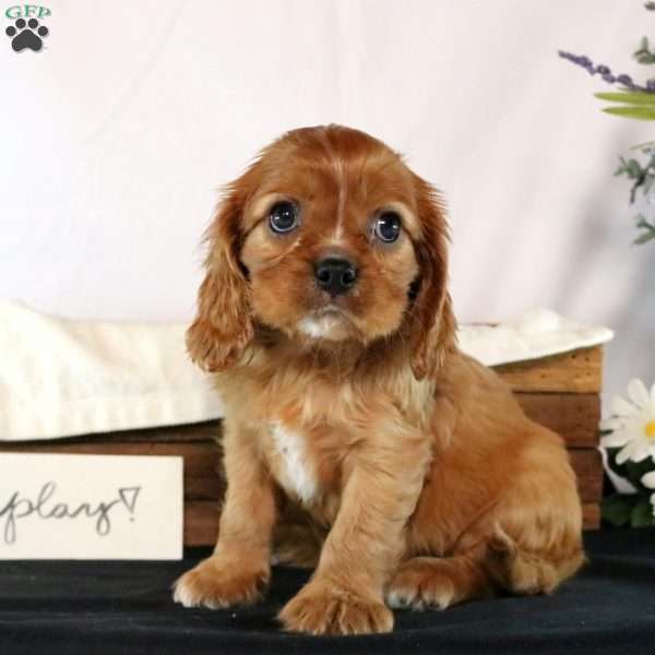 Nolan, Cavalier King Charles Spaniel Puppy