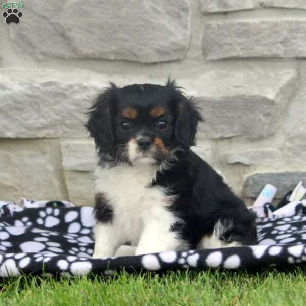 Nora, Cavalier King Charles Spaniel Puppy