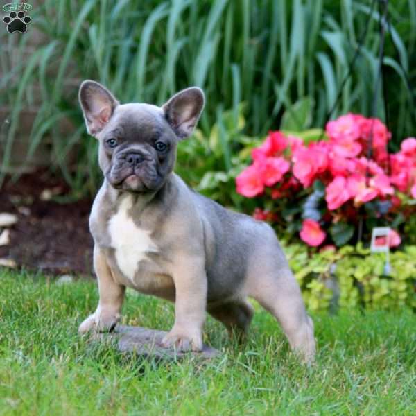 Nova, French Bulldog Puppy