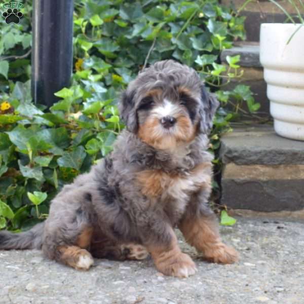 Nugget, Mini Bernedoodle Puppy