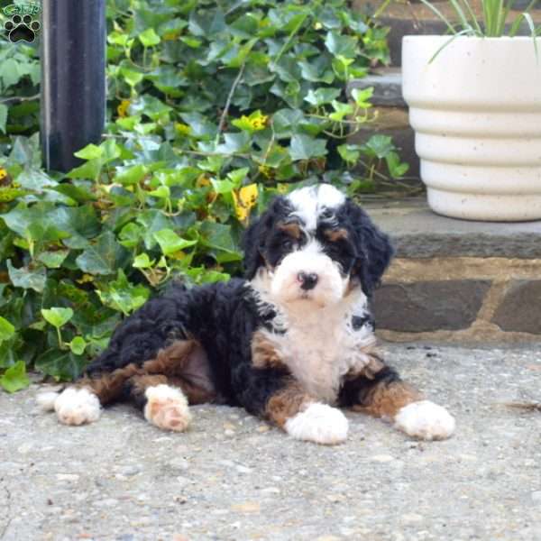 Nutmeg, Mini Bernedoodle Puppy