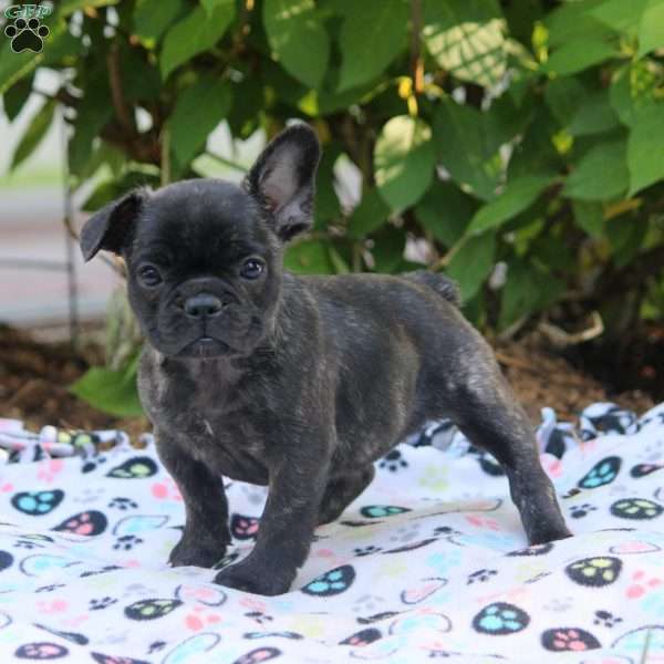 Oakley, French Bulldog Puppy