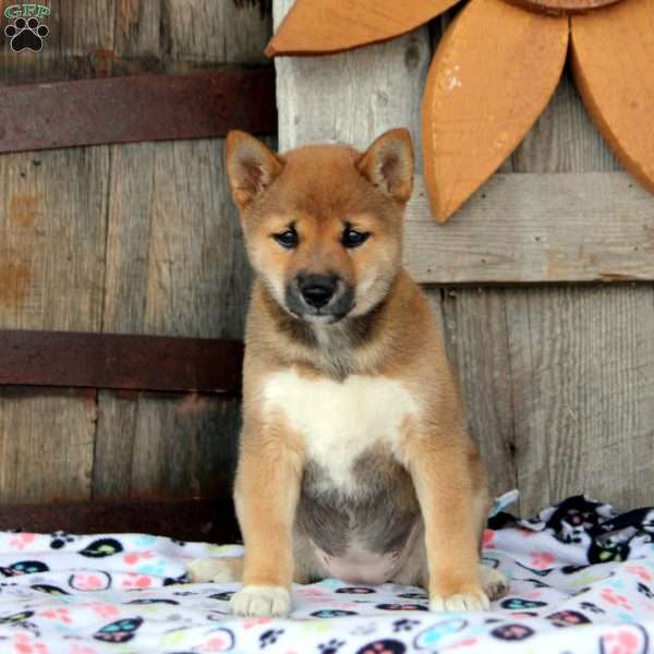 Olive, Shiba Inu Puppy