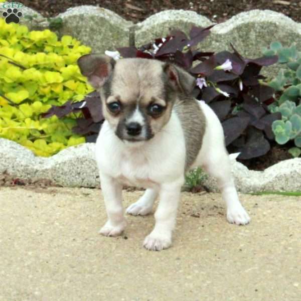 Olive, Chihuahua Mix Puppy