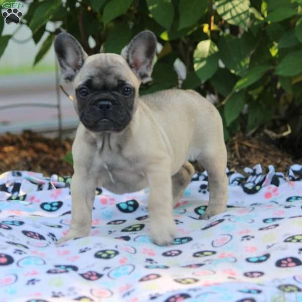 Olivia, French Bulldog Puppy