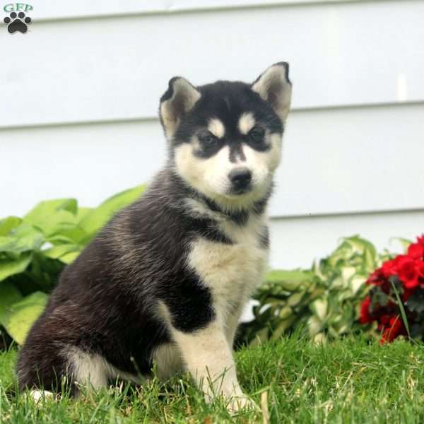 Olivia, Siberian Husky Puppy