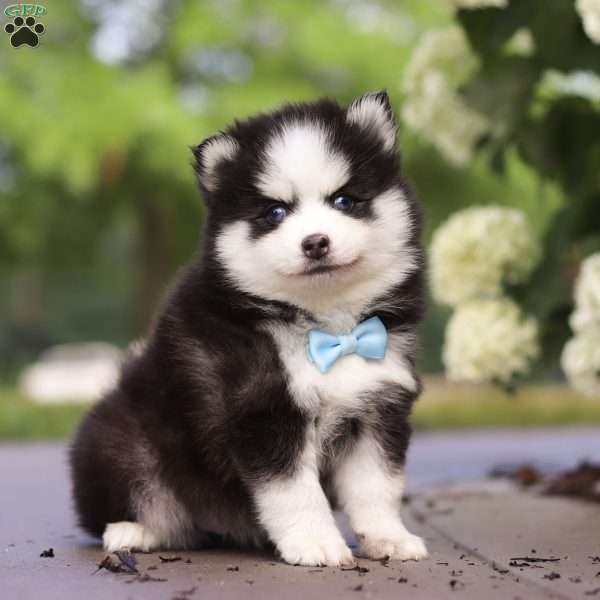 Ollie, Pomsky Puppy