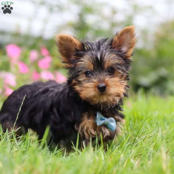 Ollie, Yorkie Puppy