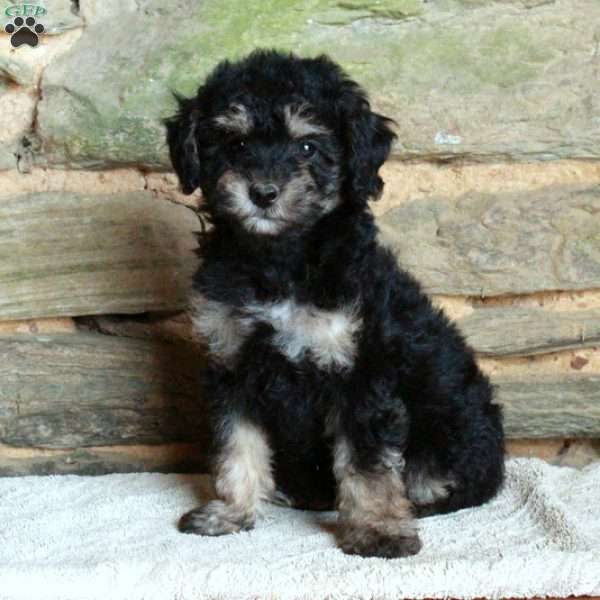 Ollie, Miniature Poodle Puppy