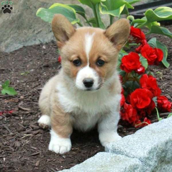 Ollie - Pembroke Welsh Corgi Puppy For Sale in Pennsylvania