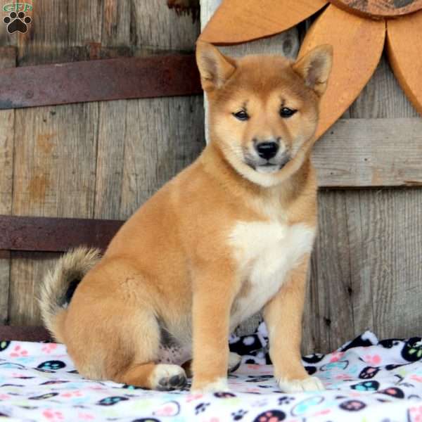 Opal, Shiba Inu Puppy