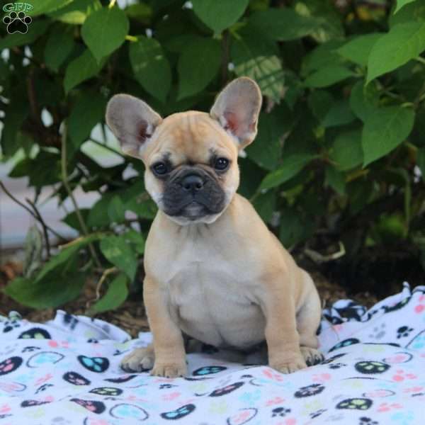 Opal, French Bulldog Puppy