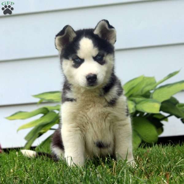 Opal, Siberian Husky Puppy