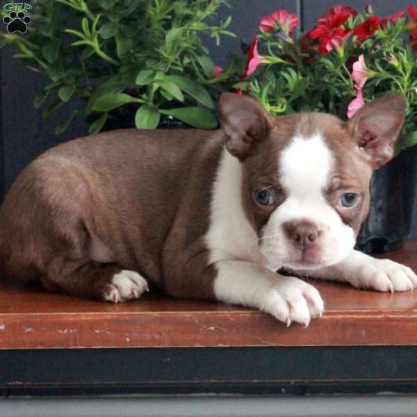 Ophelia, Boston Terrier Puppy