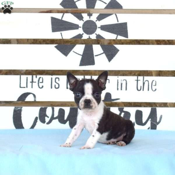 Oreo, Boston Terrier Puppy