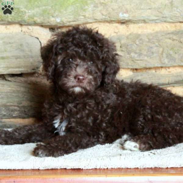 Orion, Miniature Poodle Puppy