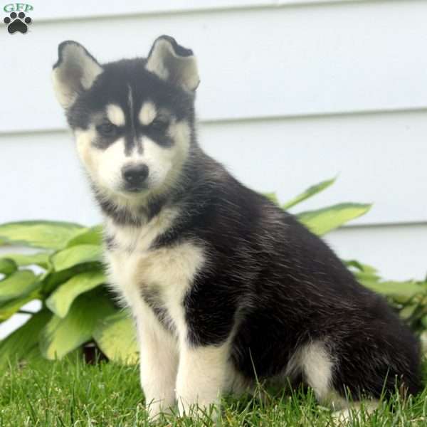 Oscar, Siberian Husky Puppy