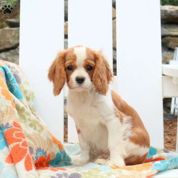 Oscar, Cavalier King Charles Spaniel Puppy