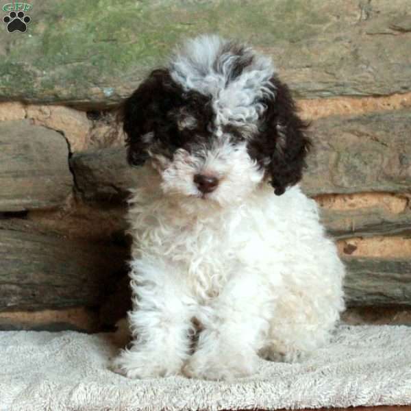 Otis, Miniature Poodle Puppy