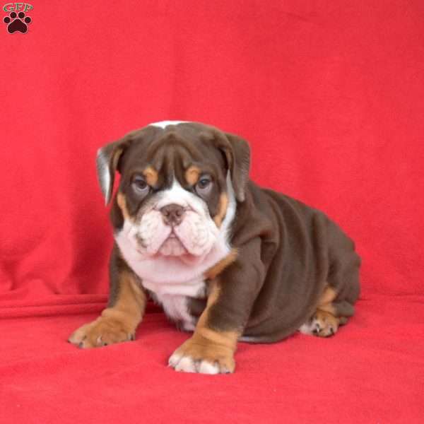 Otis, English Bulldog Puppy