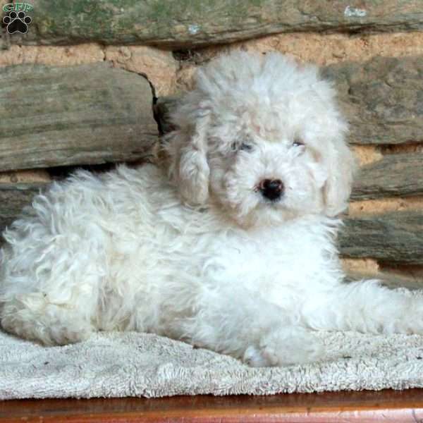 Otto, Miniature Poodle Puppy