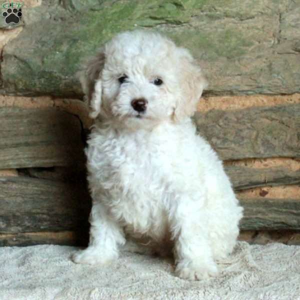 Owen, Miniature Poodle Puppy