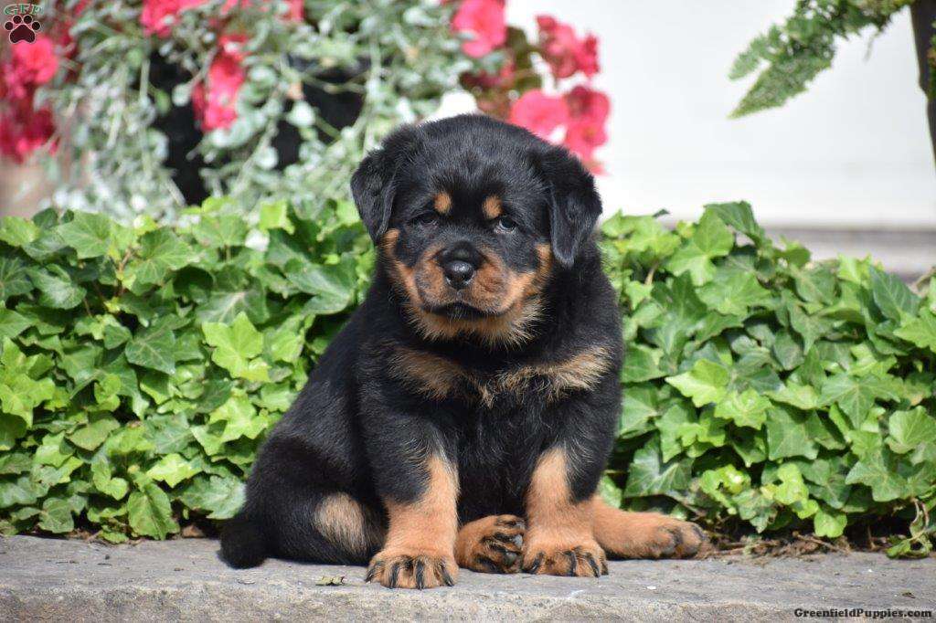 Hillary - Rottweiler Puppy For Sale in Pennsylvania